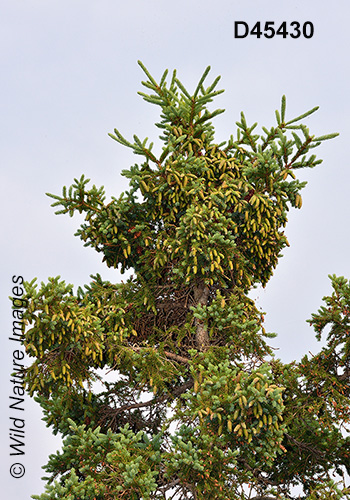 White Spruce (Picea glauca)